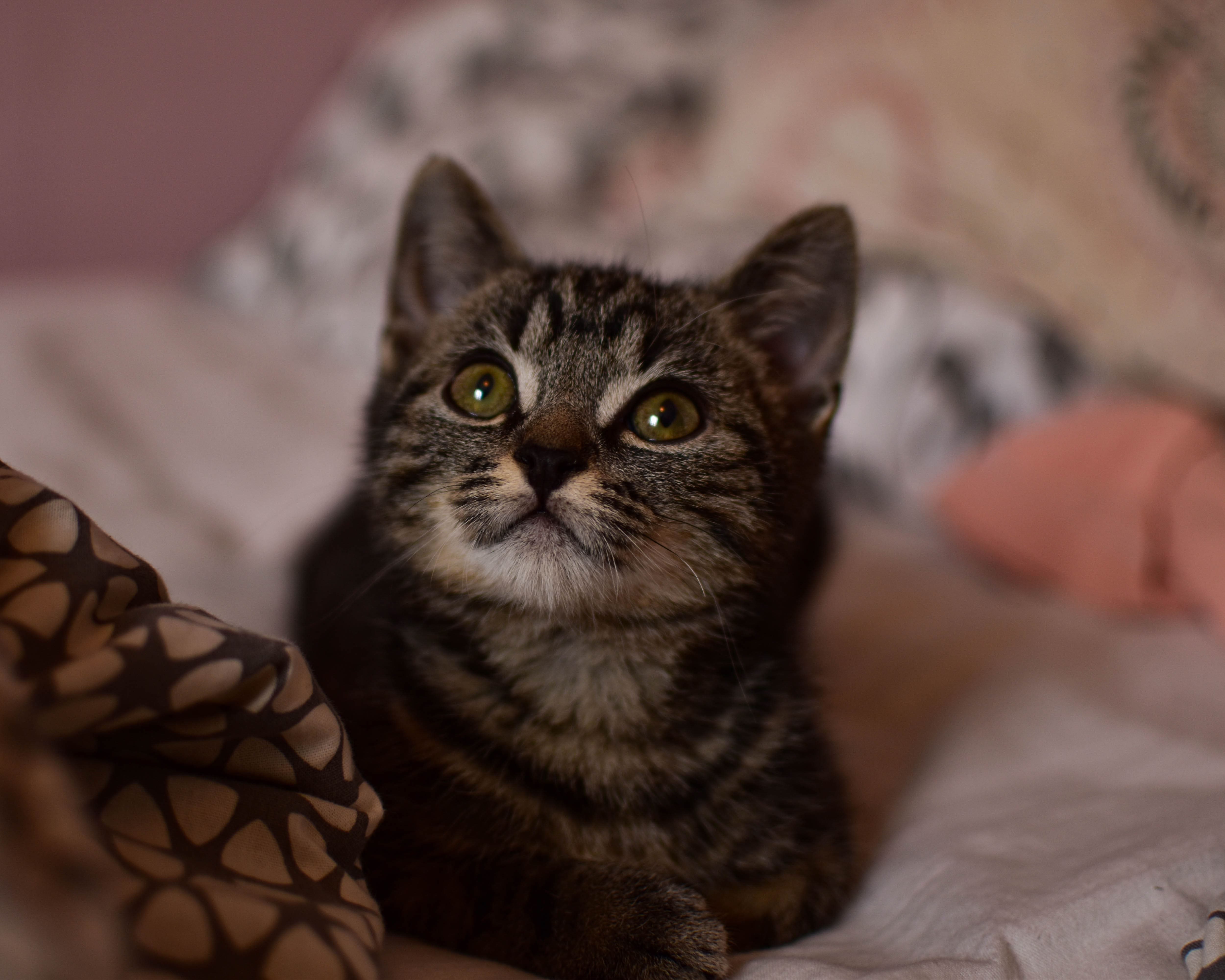Photo de chat 5